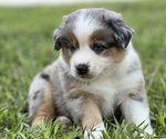 Small #2 Breeder Profile image