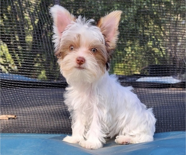 Medium Photo #13  Breeder Profile in ROCKWOOD, TN, USA