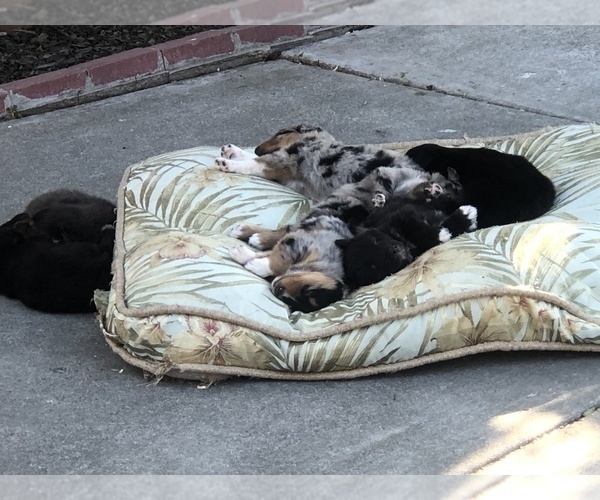 Medium Photo #55  Breeder Profile in SUNNYVALE, CA, USA