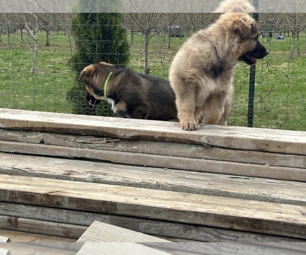 Medium Photo #14  Breeder Profile in DEMING, WA, USA