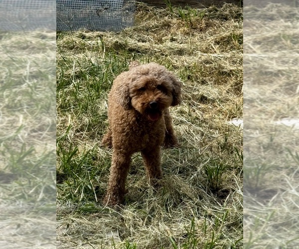 Medium Photo #1  Breeder Profile in JACKSONVILLE, FL, USA