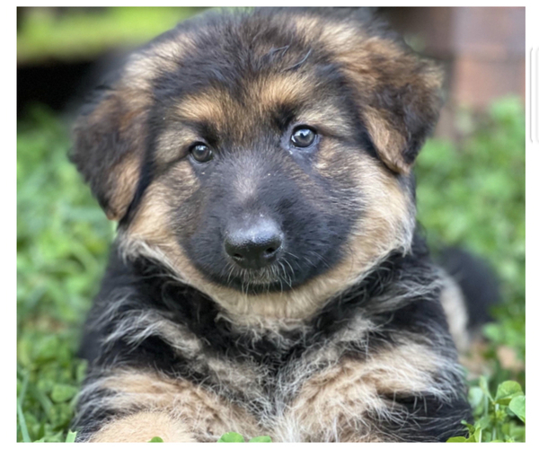 Medium Photo #1  Breeder Profile in MOUNT AIRY, GA, USA