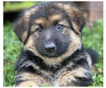 Small breeder photo