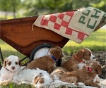 Small Photo #2  Breeder Profile in REEDS SPRING, MO, USA