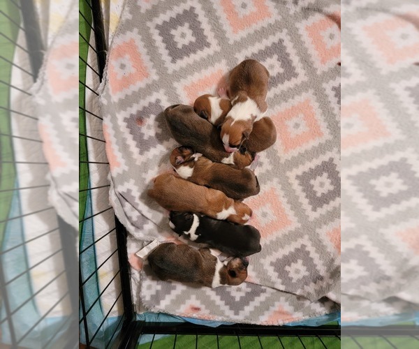 Medium Photo #1  Breeder Profile in SPRINGFIELD, MO, USA