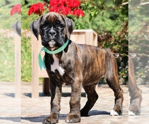 Medium Breeder Profile Photo
