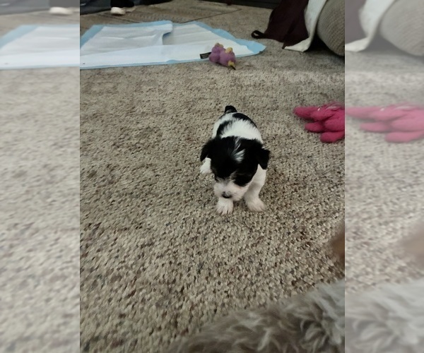 Medium Photo #3  Breeder Profile in MOUNT PLEASANT, MI, USA