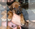 Small #50 Breeder Profile image
