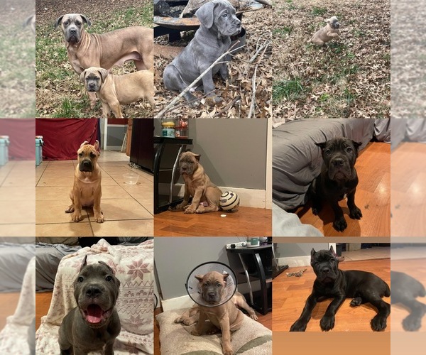 Medium Photo #1  Breeder Profile in CLARKSVILLE, TN, USA