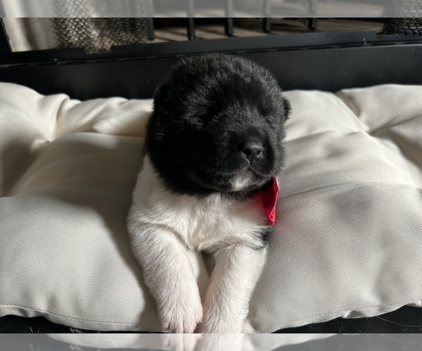 Medium Photo #37  Breeder Profile in MCDONOUGH, GA, USA