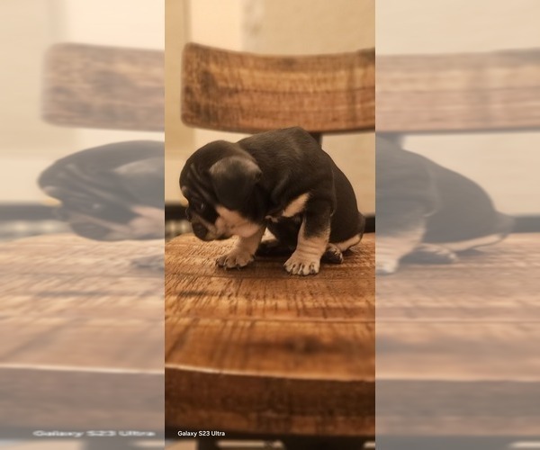 Medium Photo #7  Breeder Profile in CHINO HILLS, CA, USA