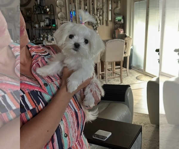 Medium Photo #1  Breeder Profile in DELTONA, FL, USA