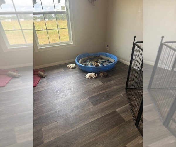 Medium Photo #12  Breeder Profile in LULING, TX, USA