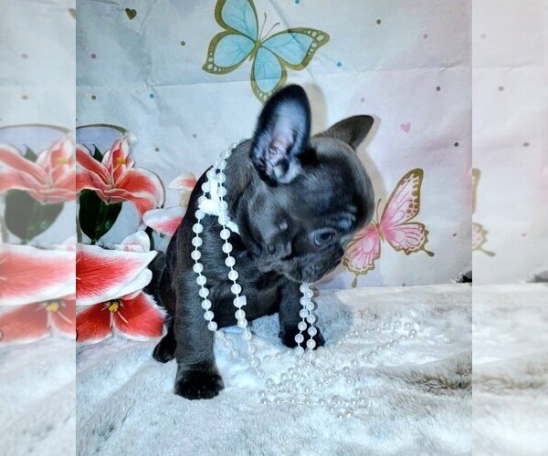 Medium Photo #8  Breeder Profile in BOSTON, KY, USA