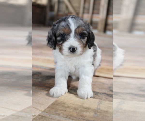 Medium Photo #16  Breeder Profile in WEST SALEM, OH, USA