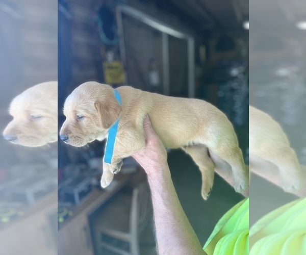 Medium Photo #15  Breeder Profile in GREENVILLE, NC, USA