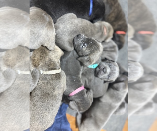 Medium Photo #4  Breeder Profile in LAURINBURG, NC, USA