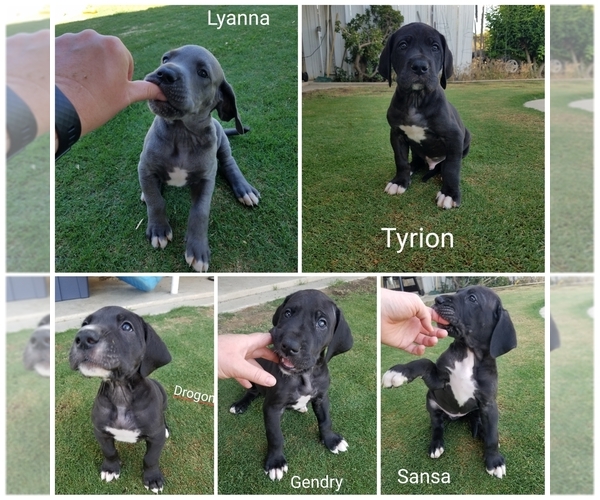 Medium Photo #1  Breeder Profile in BAKERSFIELD, CA, USA