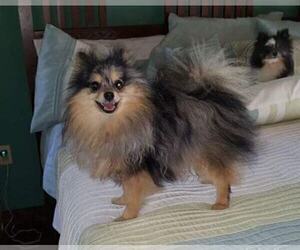Pomeranian Dog Breeder near DINWIDDIE, VA, USA