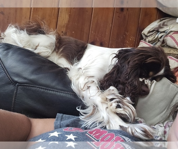 Medium Photo #7  Breeder Profile in FANCY GAP, VA, USA