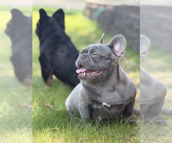Medium Photo #20  Breeder Profile in BRIDGEWATER, MA, USA