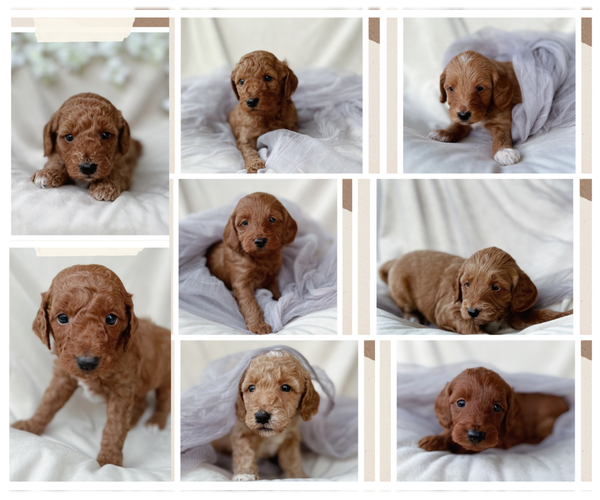 Medium Photo #1  Breeder Profile in PORT NECHES, TX, USA