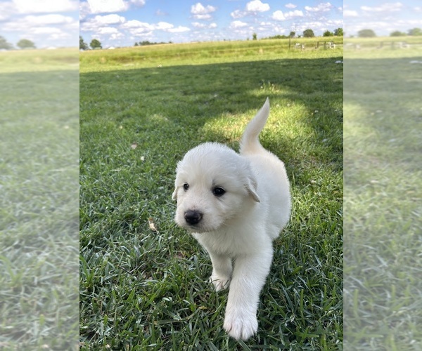 Medium Photo #1  Breeder Profile in MARSHVILLE, NC, USA