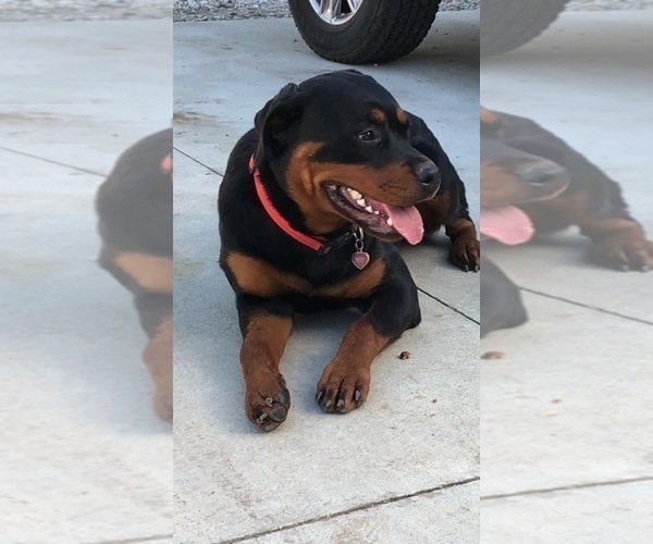 Medium Photo #19  Breeder Profile in OAK GLEN, CA, USA