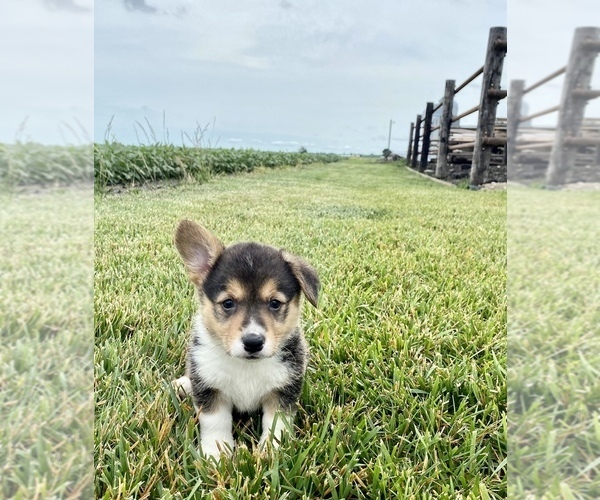 Medium Photo #1  Breeder Profile in ARTHUR, IL, USA