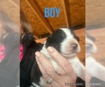 Small #4 Breeder Profile image