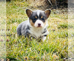Small Photo #1  Breeder Profile in PRINEVILLE, OR, USA