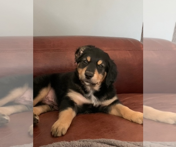 Medium Photo #1  Breeder Profile in ALLEGAN, MI, USA