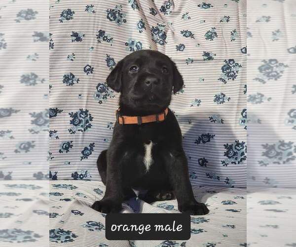 Medium Photo #11  Breeder Profile in HEBRON, KY, USA