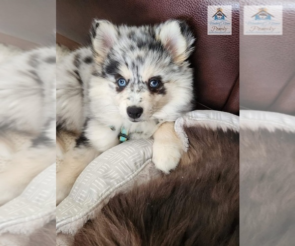 Medium Photo #34  Breeder Profile in BURNS TOWNSHIP, MN, USA