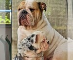 Small #7 Breeder Profile image