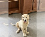 Small breeder photo