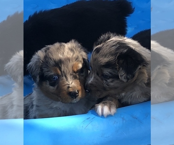 Medium Photo #56  Breeder Profile in SUNNYVALE, CA, USA