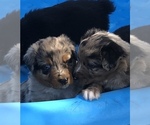 Small #55 Breeder Profile image