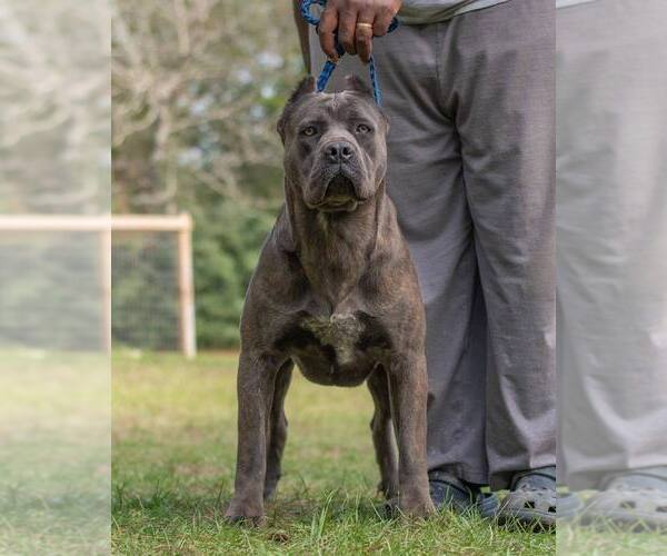 Medium Photo #1  Breeder Profile in WILLIS, TX, USA