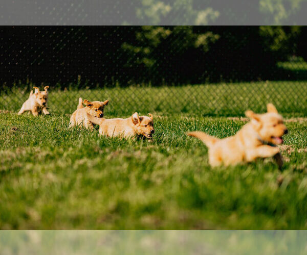 Medium Photo #5  Breeder Profile in MOREHEAD, KY, USA