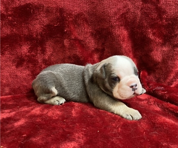 Medium Photo #37  Breeder Profile in CHETEK, WI, USA