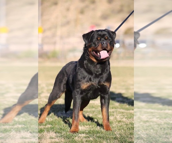 Medium Photo #2  Breeder Profile in BATAVIA, IL, USA