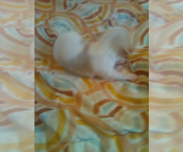 Medium Photo #1  Breeder Profile in SHALLOTTE, NC, USA
