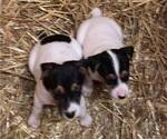 Small Photo #17  Breeder Profile in KINGSVILLE, MO, USA