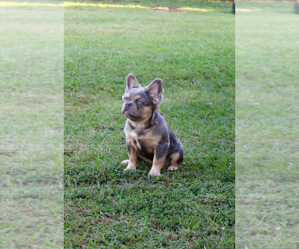 Medium Photo #33  Breeder Profile in LONGVIEW, TX, USA