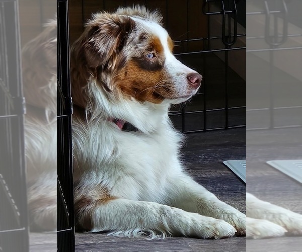 Medium Photo #5  Breeder Profile in CANTON, TX, USA