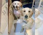 Small breeder photo