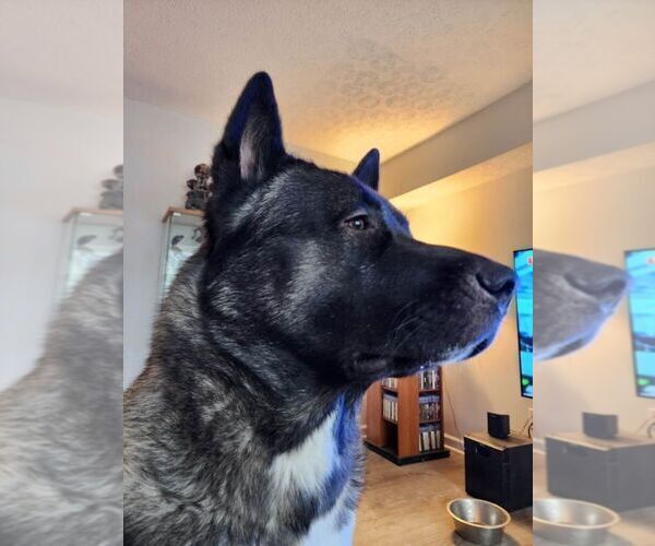 Medium Photo #1  Breeder Profile in NORTH LEWISBURG, OH, USA