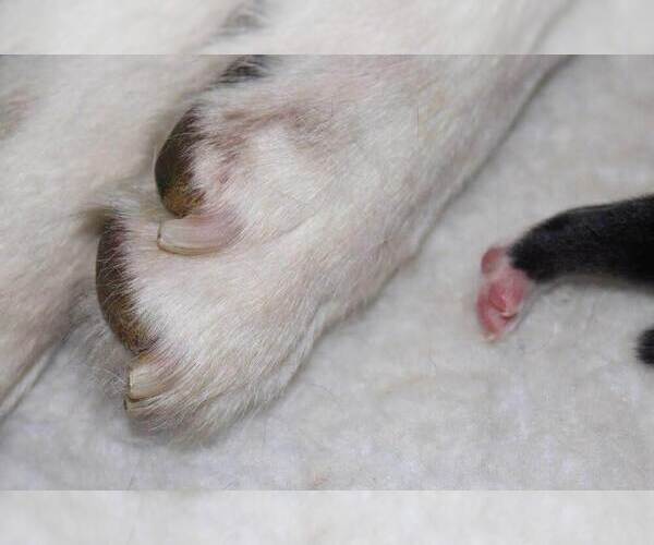 Medium Photo #4  Breeder Profile in DE SOTO, KS, USA