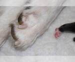 Small #3 Breeder Profile image